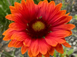 Blanket Flower Mixed Color Seed Pack - 100 Count - Sunshine Valley Garden 