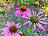 Coneflower Mix Color Seed Pack- 50 Count - Sunshine Valley Garden 