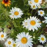 Shasta Daisy Seed Pack-100 Count - Sunshine Valley Garden 