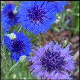 Cornflower Bachelor Button Seed Pack - 50 Count - Sunshine Valley Garden 