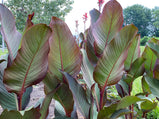 Giant Canna Lily Seed Pack-5 Count - Sunshine Valley Garden 