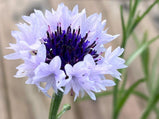 Cornflower Bachelor Button Seed Pack - 50 Count - Sunshine Valley Garden 