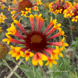 Blanket Flower Mixed Color Seed Pack - 100 Count - Sunshine Valley Garden 