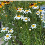 Shasta Daisy Seed Pack-100 Count - Sunshine Valley Garden 