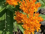 Butterfly Weed, Asclepias tuberosa, Milkweed Orange Seed Pack-50 Count - Sunshine Valley Garden 