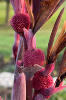 Giant Canna Lily Seed Pack-5 Count - Sunshine Valley Garden 